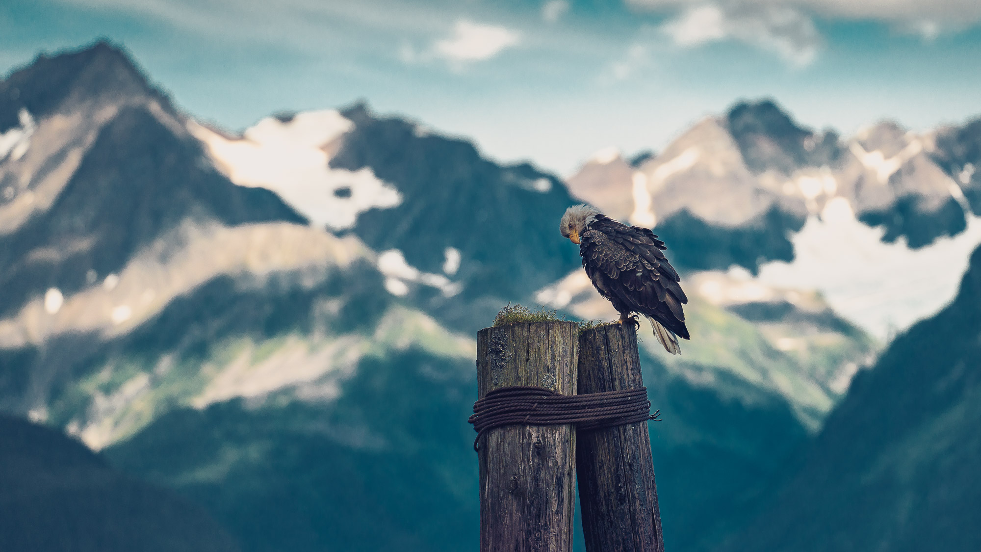 eagle in seward, AK